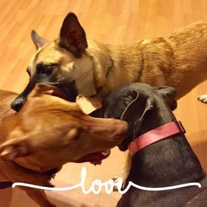 Meet your Posher, Sonja